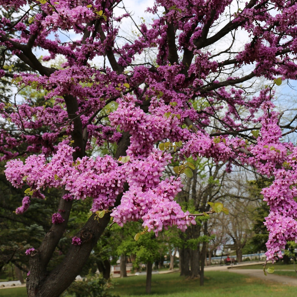 Judášovec strukový - Cercis siliquastrum - predaj semien - 6 ks