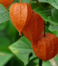 Machovka židovská - Physalis alkekengi - predaj semien - 30 ks