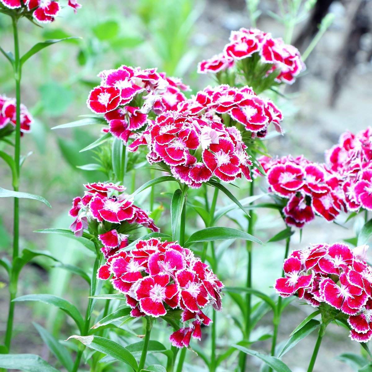 Klinček Super Parfait F1 - Dianthus Super Parf. Raspberry - predaj semien - 16 ks
