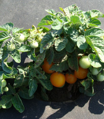 Paradajka kríčková Venus - Solanum lycopersicum - Semená rajčiaka - 10 ks
