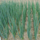 Cibuľa zimná Entita - Allium fistulosum L. - semená cibule - 0,4 g
