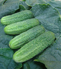Uhorka nakladačka - F1 Everest - Cucumis sativus - semiačka - 15 ks
