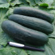 Uhorka F1 Jogger - šalátová - Cucumis sativus - 12 ks