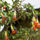 Durman krvavý - Brugmansia sanguinea - predaj semien - 7 ks