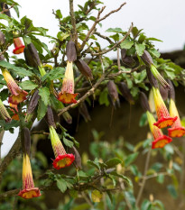 Durman krvavý - Brugmansia sanguinea - predaj semien - 7 ks