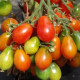 Paradajka kolíková Radana - Solanum lycopersicum - Semená rajčiaka - 15 ks