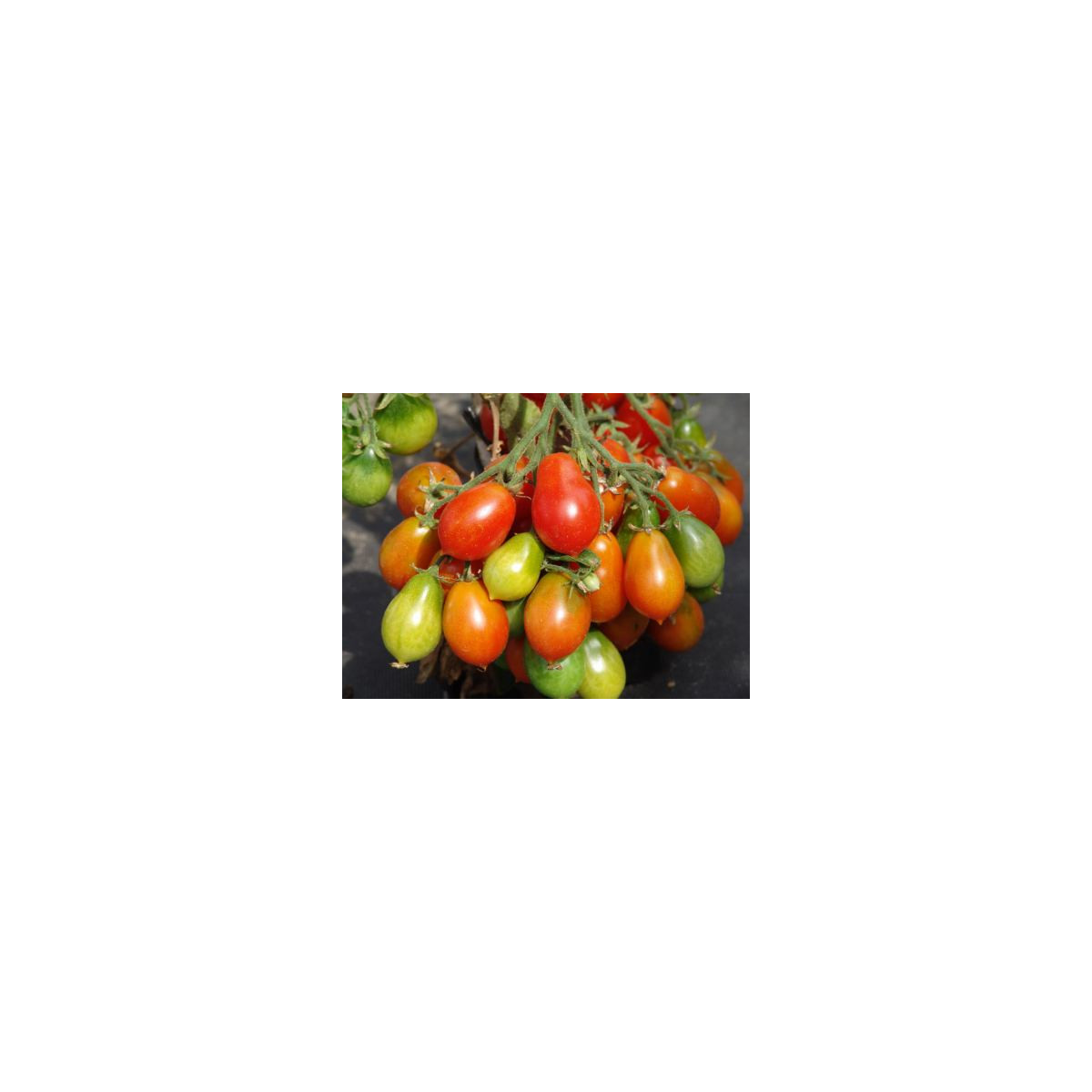 Paradajka kolíková Radana - Solanum lycopersicum - Semená rajčiaka - 15 ks