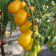 Paradajka Perun - Solanum lycopersicum - Semená rajčiaka - 10 ks