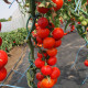 Paradajka kolíková Uragan F1 hybridná - Solanum lycopersicum - semená rajčiaka - 30 ks