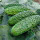 Uhorka nakladačka Corveta F1 - Cucumis sativa - semiačka - 20 ks