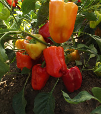 Paprika Citrina skorá - Capsicum annuum - predaj semien - 40 ks