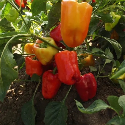 Paprika Citrina skorá - Capsicum annuum - predaj semien - 40 ks