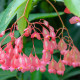 Begónia šarlátová - Begonia coccinea - predaj semien - 12 ks