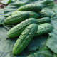 Uhorka Regina F1 - nakladačka - Cucumis sativus - semiačka - 20 ks