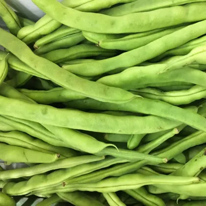 BIO Fazuľa kríčková Maxi - Phaseolus vulgaris -  predaj bio semien - 20 ks