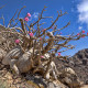 Púštna ruža - Adenium obesum - predaj semien - 5 ks