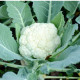 Bio Karfiol Neckarperle - Brassica oleracea - predaj bio semien - 20 ks