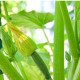 Bio Cuketa Alberello - Cucurbita pepo - predaj bio semien - 5 ks