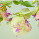 Okrasné oregano Kirigami - Origanum rotundifolia - predaj semien oregana - 18 ks