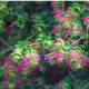 Okrasné oregano Kirigami - Origanum rotundifolia - predaj semien oregana - 18 ks