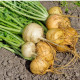 BIO kvaka Wilhelmsburger - Brassica napus var. napobrassica - predaj bio semien - 100 ks