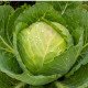 Bio Kapusta biela Marner Lagerweiß - Brassica oleracea - predaj BIO semien - 25 ks