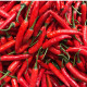 Bio Chilli Kajenské korenie - Capsicum annuum - predaj bio semien - 7 ks