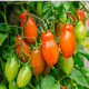 Paradajka Eduardo F1 - Solanum lycopersicum - predaj semien - 6 ks