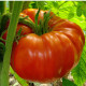 BIO Paradajka Brandywine červená - Solanum lycopersicum - predaj bio semien - 7 ks