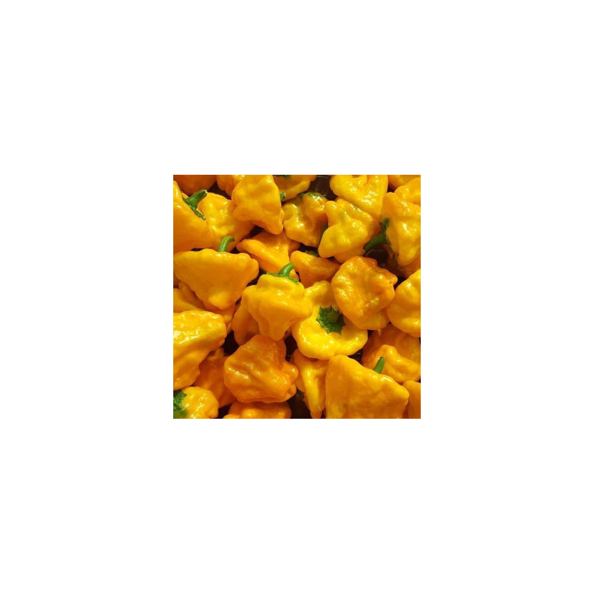 Chilli Mushroom žlté - Capsicum annuum - predaj semien chilli - 6 ks