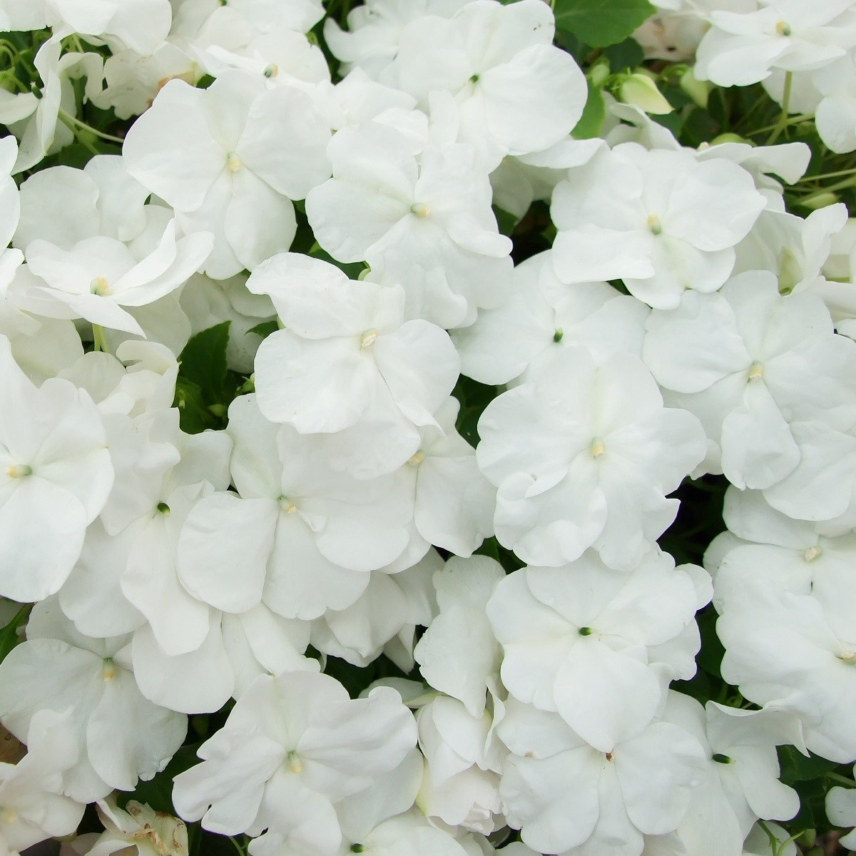 Netýkavka Campos biela F1 - Impatiens walleriana - predaj semien - 20 ks