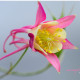 Semienka orlíčka – Orlíček veľkokvetý Coral – Aquilegia caerulea