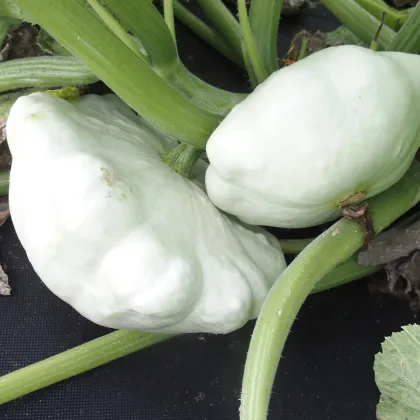 Patizón Disco - Cucurbita pepo - predaj semien - 12 ks