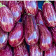 Baklažán Jewel Marble - Solanum melongena - predaj semien - 10 ks