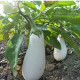 Baklažán Jewel Jade - Solanum melongena - predaj semien - 10 ks