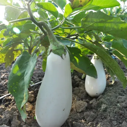 Baklažán Jewel Jade - Solanum melongena - predaj semien - 10 ks
