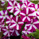 Petúnia Musica F1 Purple Star - Petunia x grandiflora - predaj semien - 30 ks