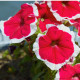 Petúnia Musica F1 Red Frost - Petunia x grandiflora - predaj semien - 30 ks