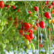 Paradajka Tutti Frutti F1 - Solanum lycopersicum - predaj semien - 6 ks