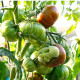 Paradajka tyčková Tigrino - Solanum lycopersicum - predaj semien - 25 ks