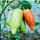 Bio Paradajka Andenhorn - Solanum lycopersicum - predaj bio semien - 8 ks