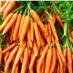 BIO Mrkva Amsterdam - Daucus carota - predaj bio semien mrkvy - 300 ks