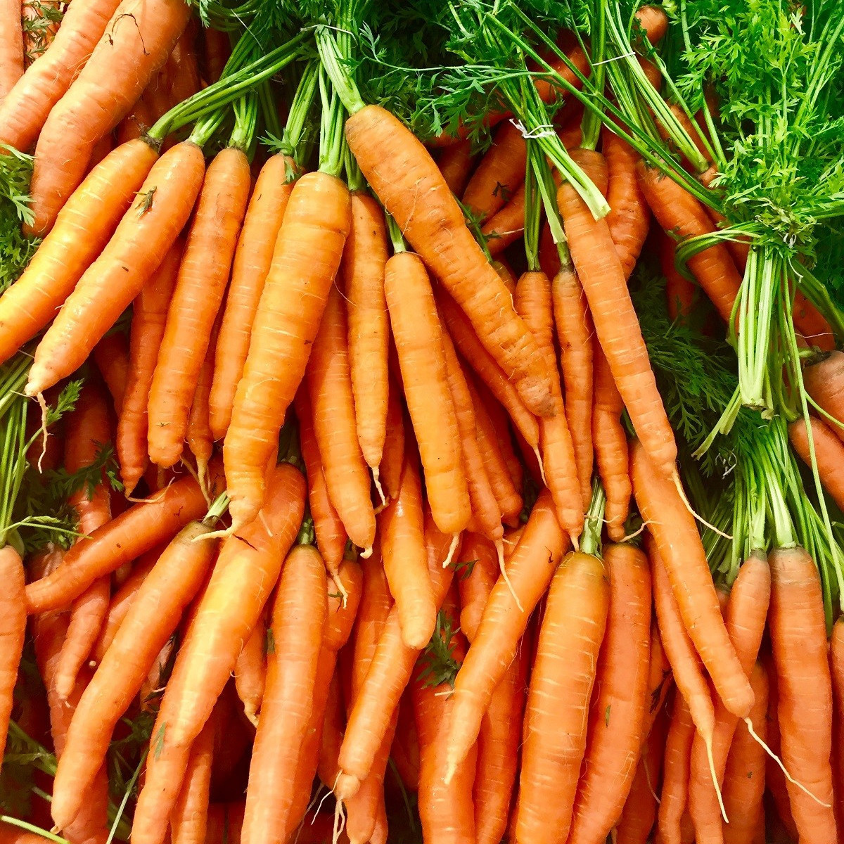 BIO Mrkva Amsterdam - Daucus carota - predaj bio semien mrkvy - 300 ks
