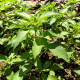 Bazalka Lime - Ocimum basilicum - semená bazalky - 200 ks