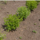 Bazalka pravá Compact - Ocimum basilicum - predaj semien bazalky - 400 ks