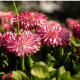 Sedmokráska Roggli ružová - Bellis perennis - predaj semien - 50 ks