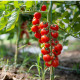 Paradajka Crokini F1 PhR - Solanum lycopersicum - predaj semien - 7 ks