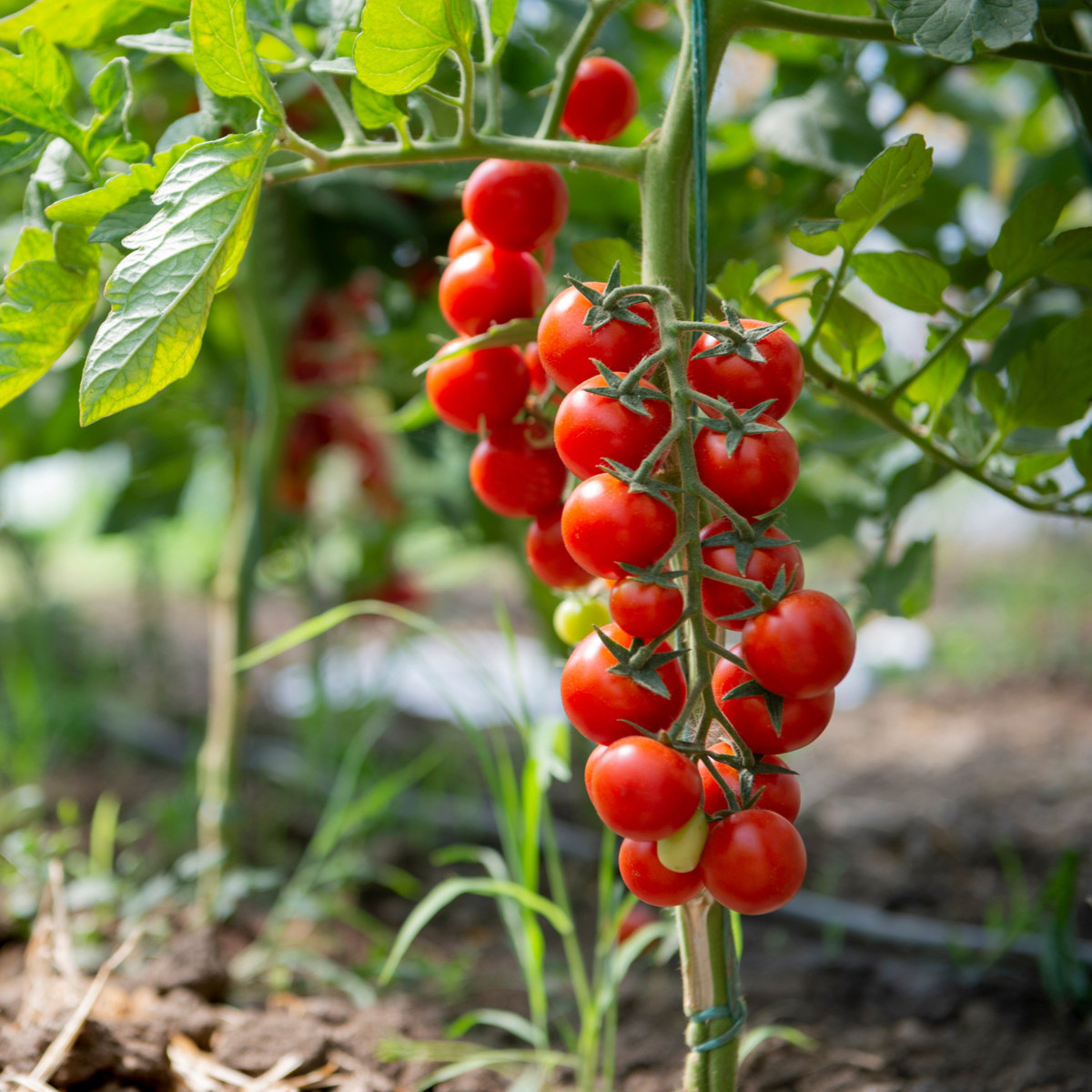 Paradajka Crokini F1 PhR - Solanum lycopersicum - predaj semien - 7 ks
