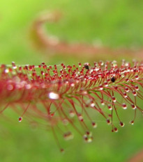 Rosnatka červená - Drosera capensis Giftberg - semiačka - 15 ks