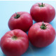 Paradajka Big Pink F1 - Solanum lycopersicum - predaj semien - 7 ks